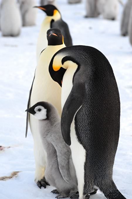 電影【企鵝寶貝2：極地的呼喚】 超級可愛的企鵝紀錄片~March of the Penguins 2: The Call