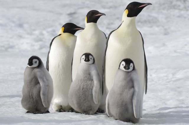 電影【企鵝寶貝2：極地的呼喚】 超級可愛的企鵝紀錄片~March of the Penguins 2: The Call