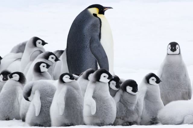 電影【企鵝寶貝2：極地的呼喚】 超級可愛的企鵝紀錄片~March of the Penguins 2: The Call