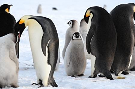 電影【企鵝寶貝2：極地的呼喚】 超級可愛的企鵝紀錄片~March of the Penguins 2: The Call
