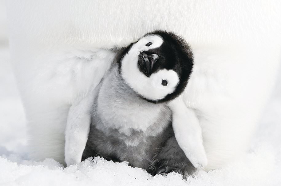 電影【企鵝寶貝2：極地的呼喚】 超級可愛的企鵝紀錄片~March of the Penguins 2: The Call