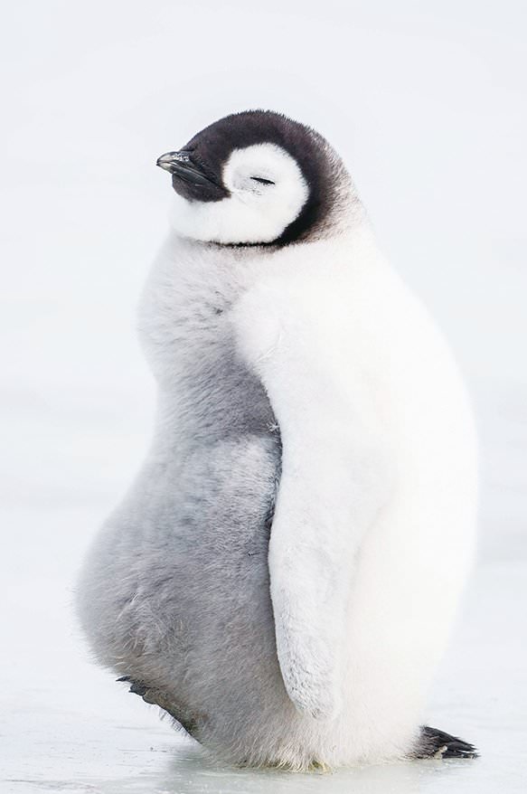 電影【企鵝寶貝2：極地的呼喚】 超級可愛的企鵝紀錄片~March of the Penguins 2: The Call