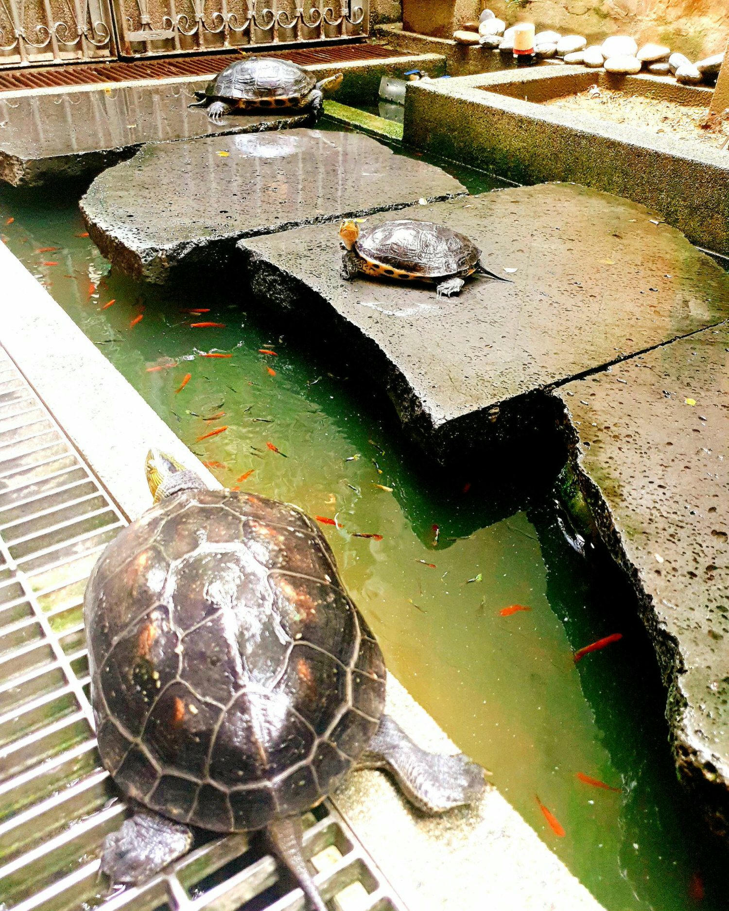 【食記】台南美食【赤崁璽樓】原禪食餐廳 創意蔬食料理 | 文青必去的巷弄復古老宅~