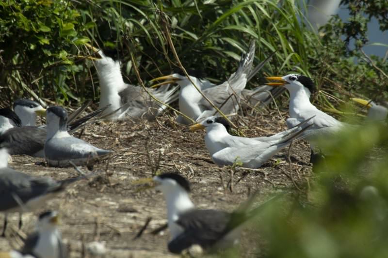 電影【尋找神話之鳥】影評、台詞：今日鳥類，明日人類，從絕跡之鳥看環境保育 Enigma:The Chinese Crested Tern