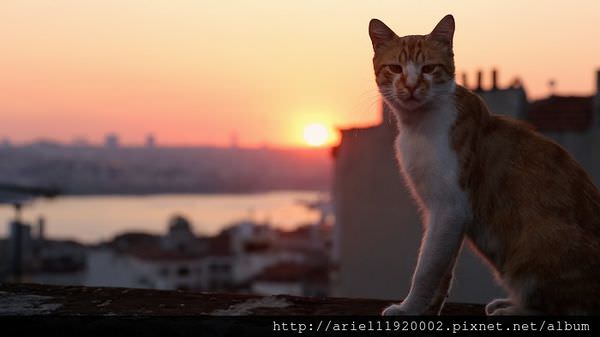 10 - Kamil in KEDI