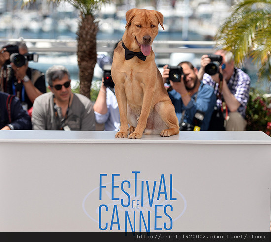 White-God-Cannes
